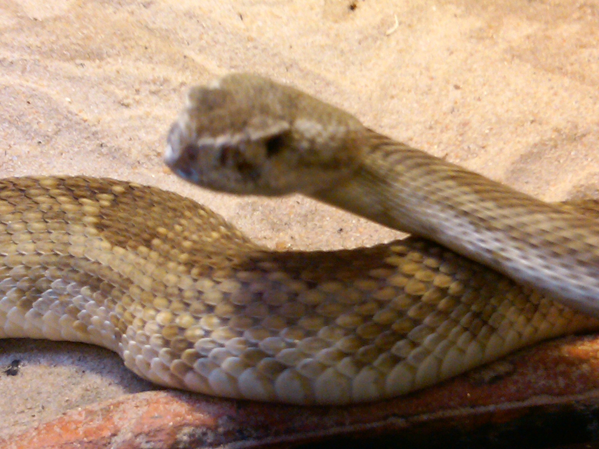 blacktailed rattlesnake.jpg [529 Kb]